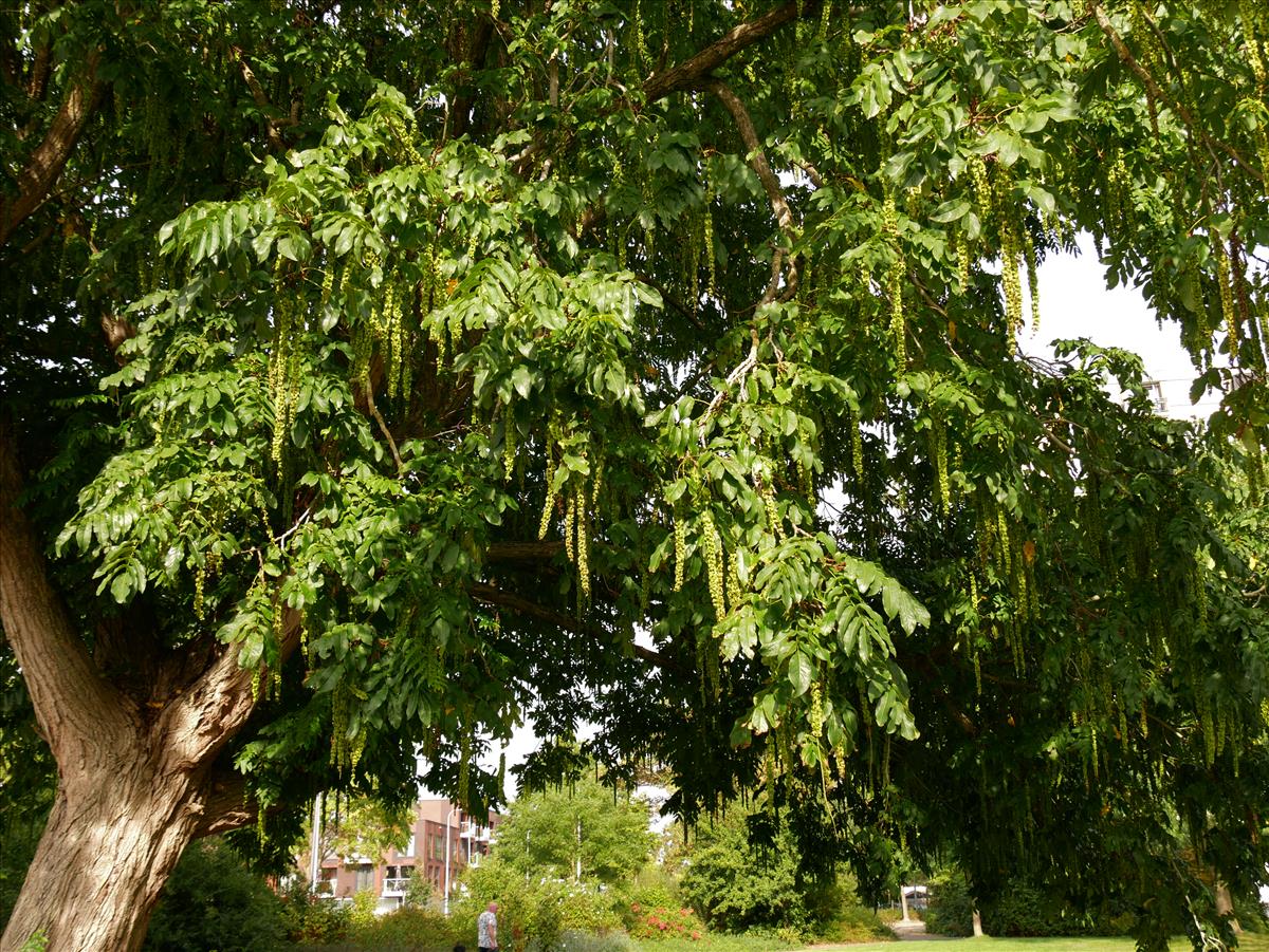 Pterocarya fraxinifolia (door Wim van der Neut)