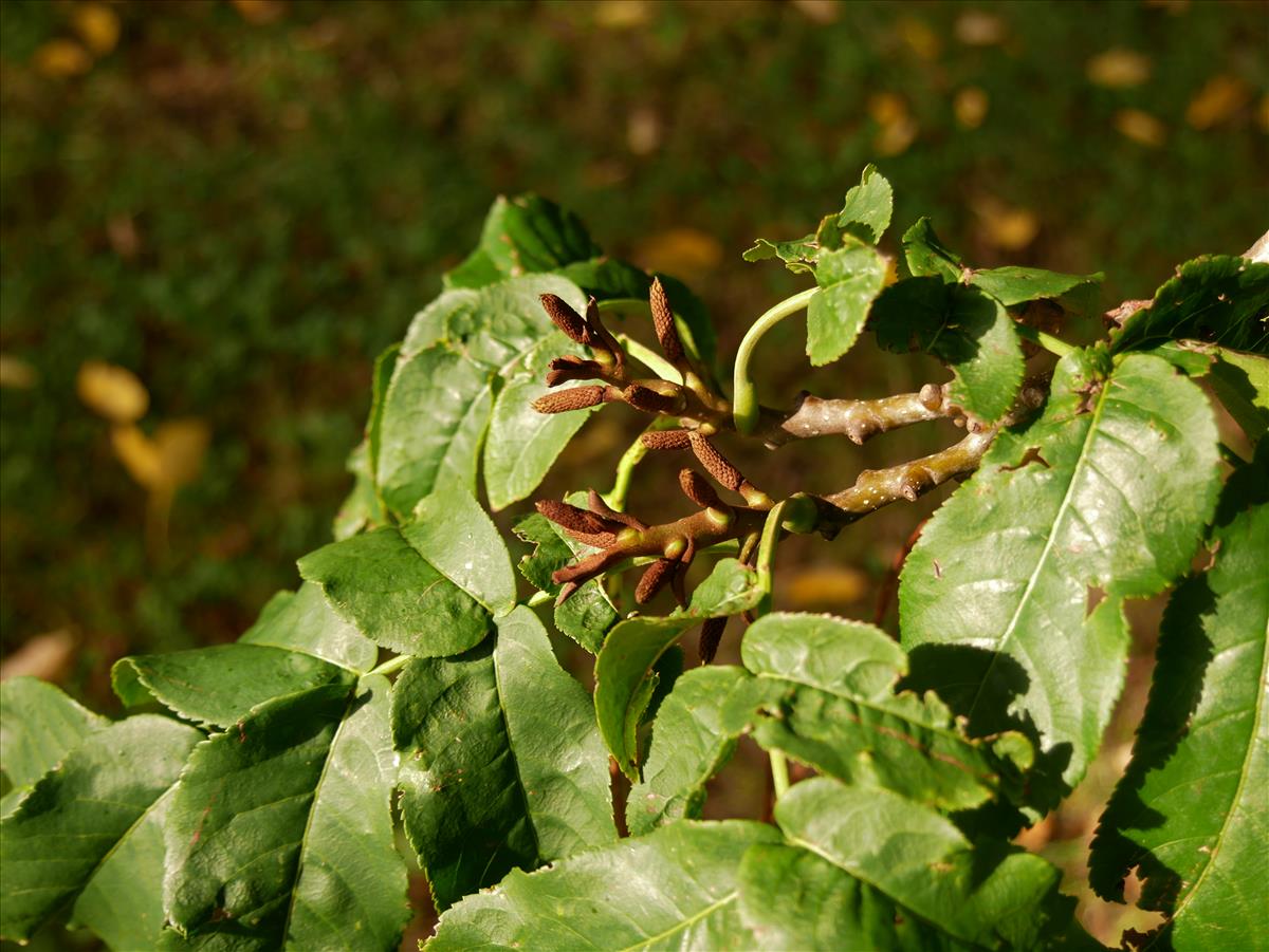 Pterocarya fraxinifolia (door Wim van der Neut)