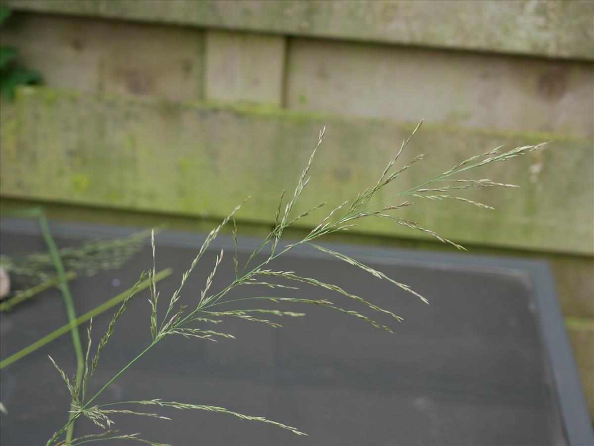 Molinia caerulea (door Wim van der Neut)