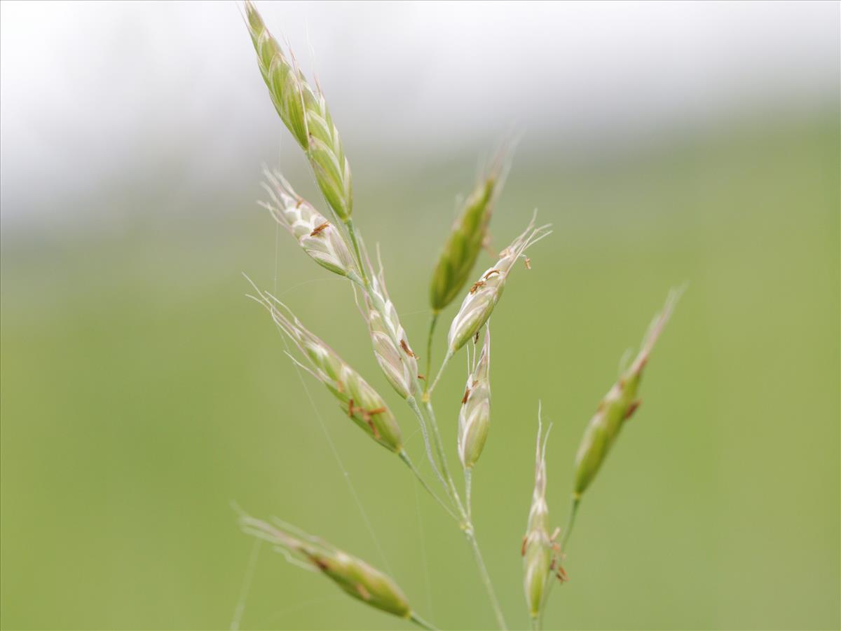 Bromus racemosus subsp. racemosus (door Jorian Eijkelboom)