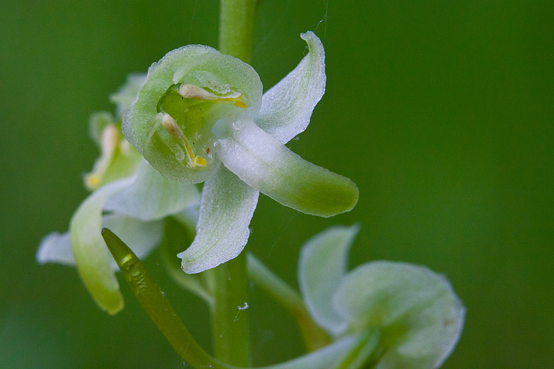 Platanthera chlorantha (door John Breugelmans)