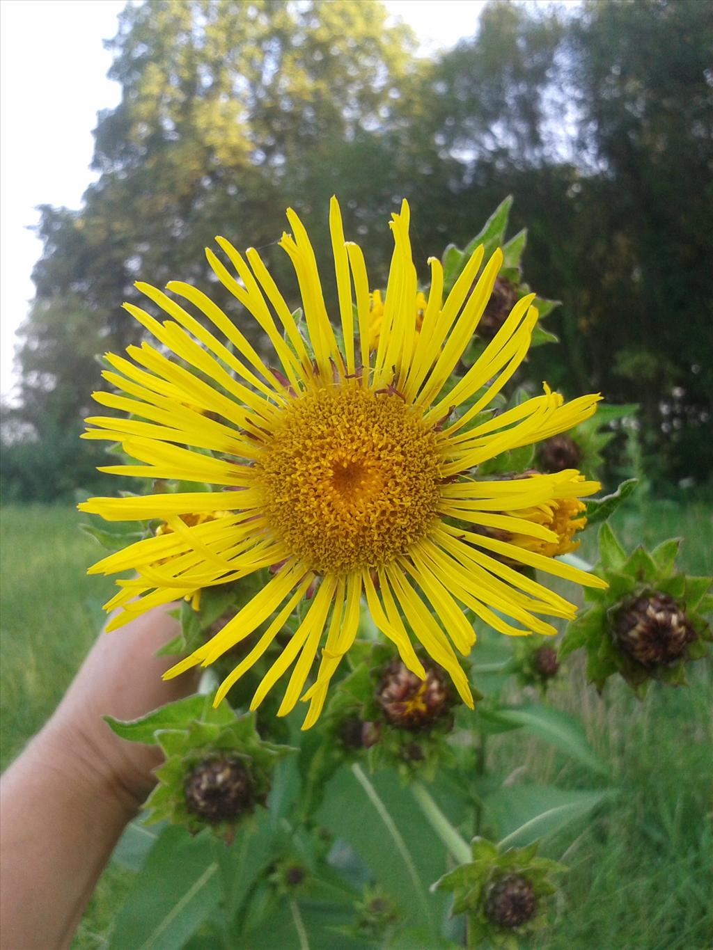 Inula racemosa (door Edwin Dijkhuis)