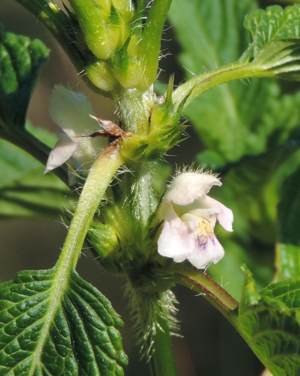 Galeopsis tetrahit (door wim van der neut)