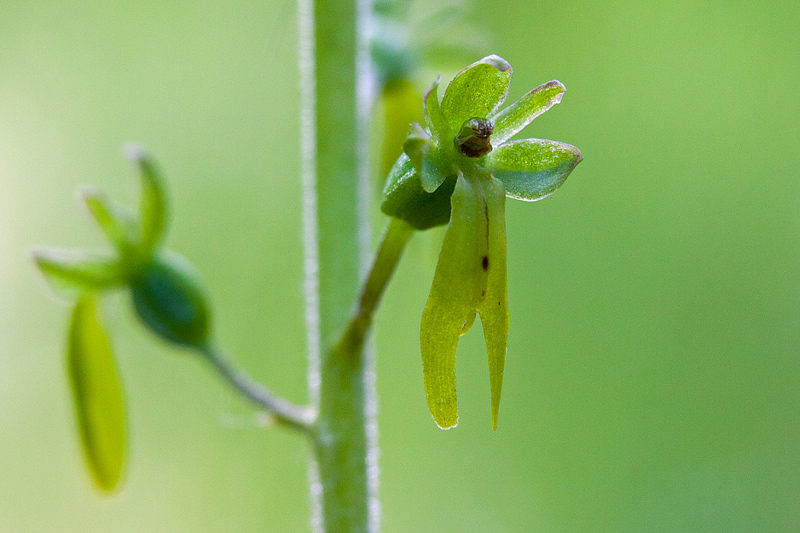 Neottia ovata (door John Breugelmans)