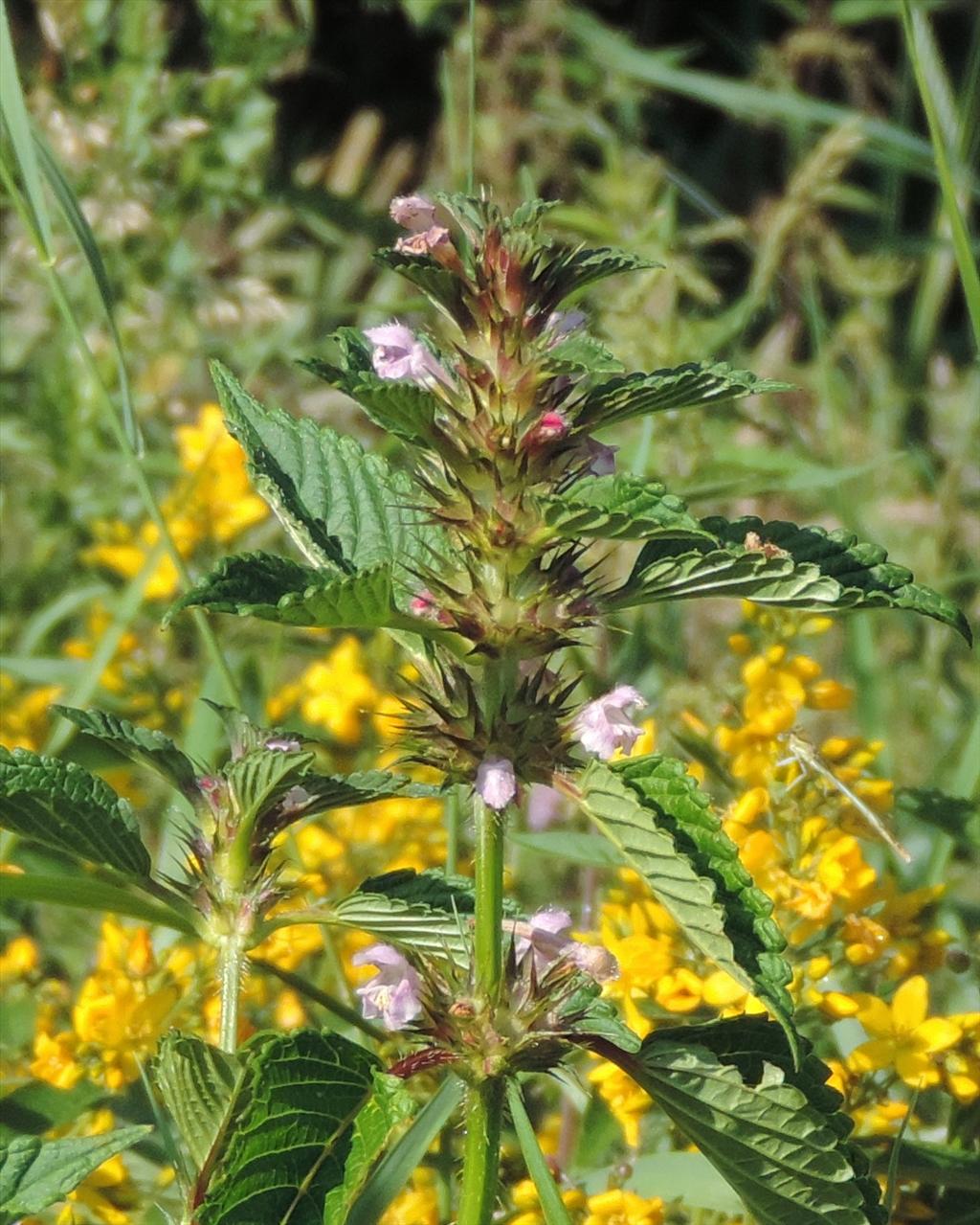 Galeopsis tetrahit (door wim van der neut)