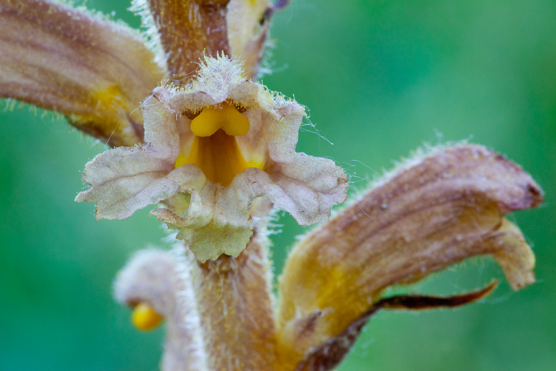 Orobanche lutea (door John Breugelmans)