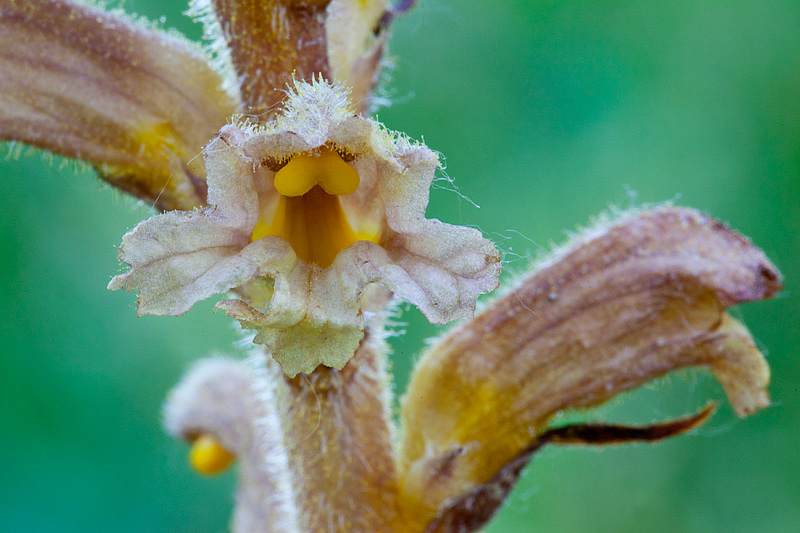 Orobanche lutea (door John Breugelmans)