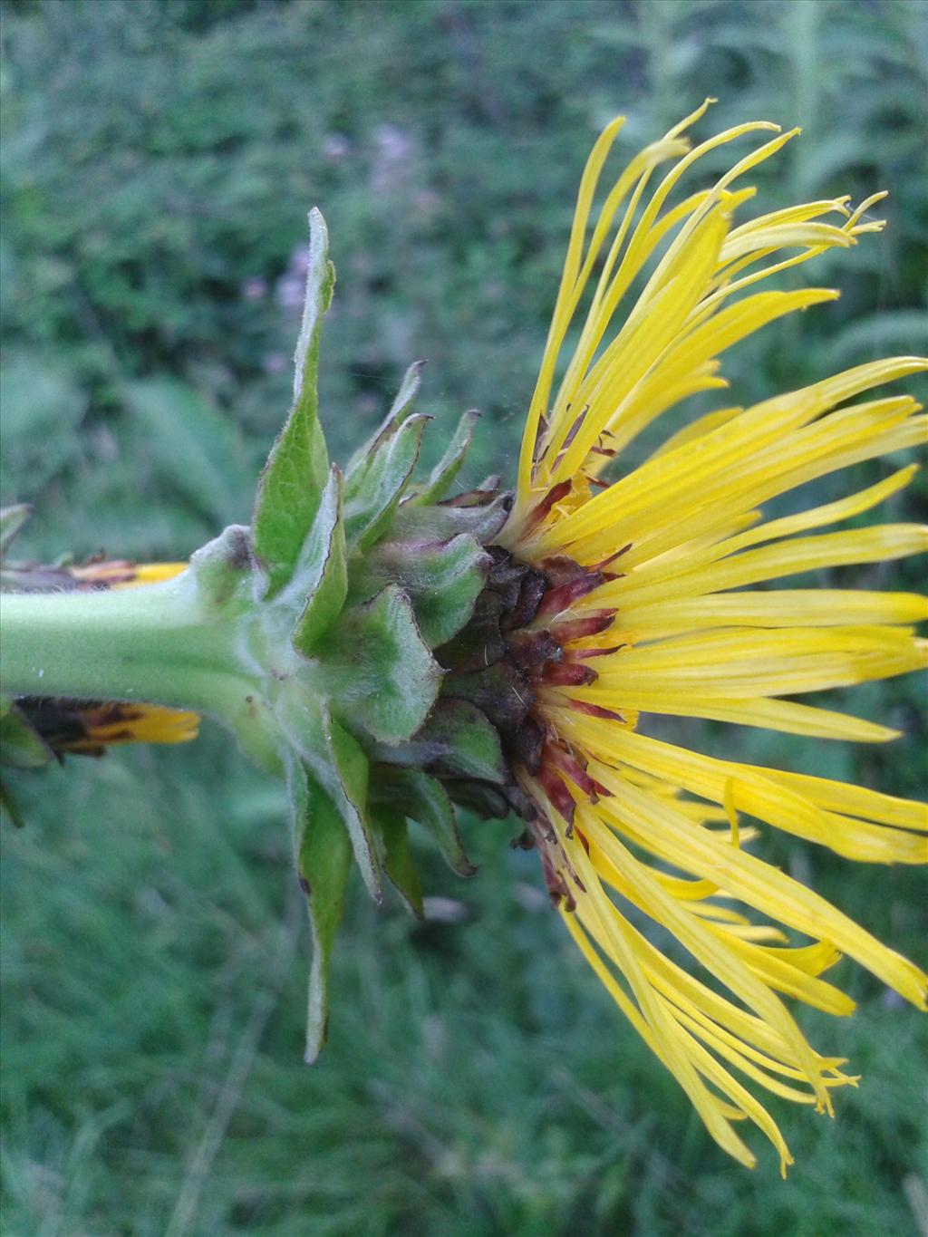 Inula racemosa (door Edwin Dijkhuis)