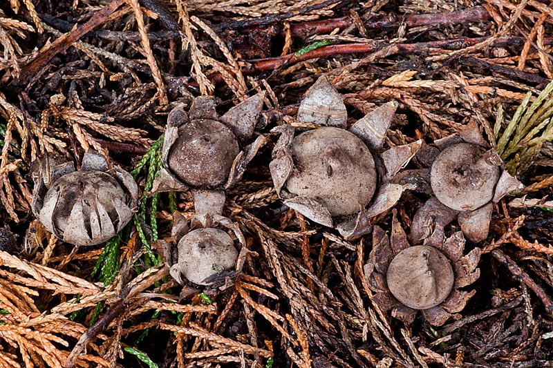 Geastrum floriforme (door John Breugelmans)