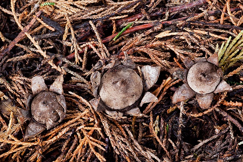 Geastrum floriforme (door John Breugelmans)