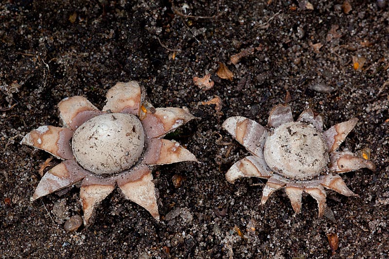 Geastrum floriforme (door John Breugelmans)