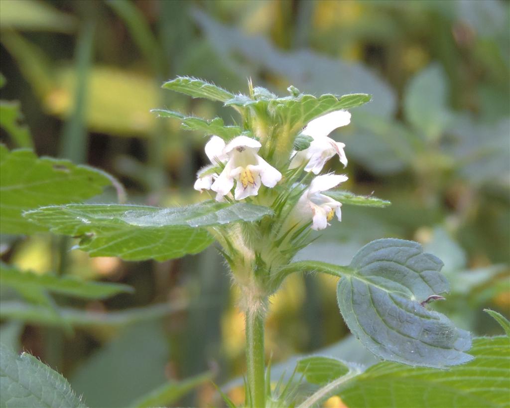 Galeopsis tetrahit (door wim van der neut)