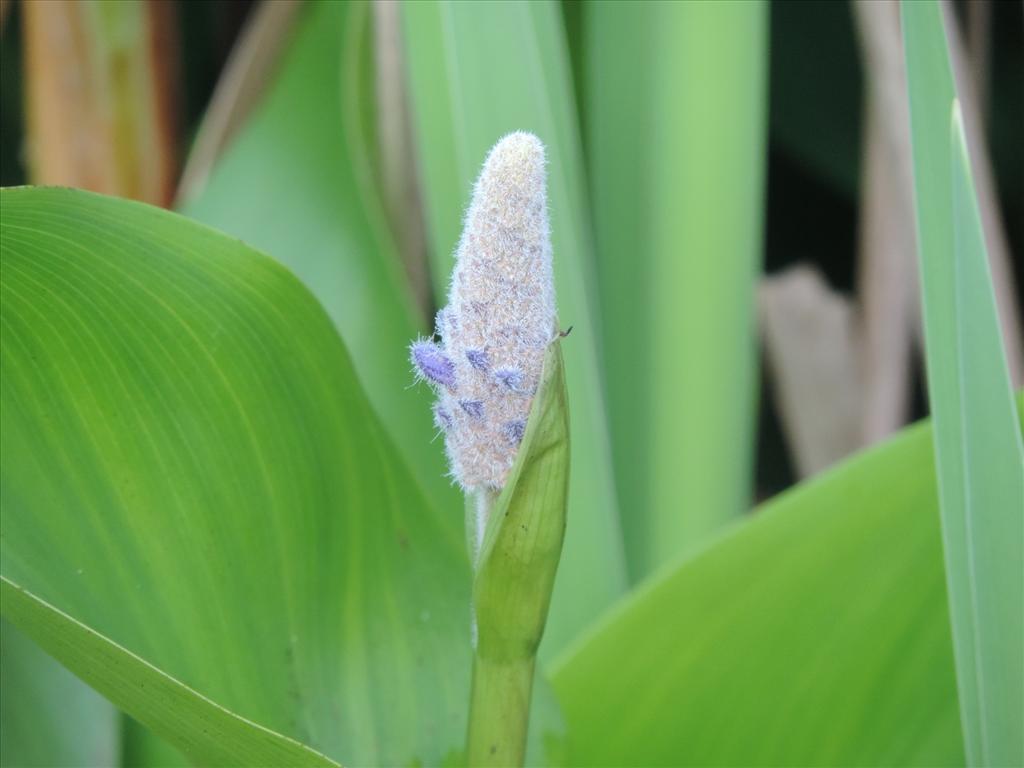 Pontederia cordata (door Wim van der Neut)