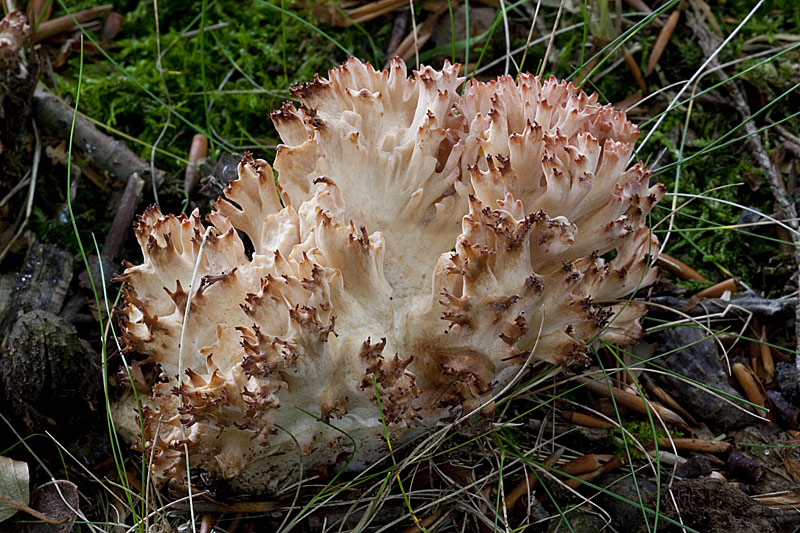 Ramaria botrytis (door John Breugelmans)