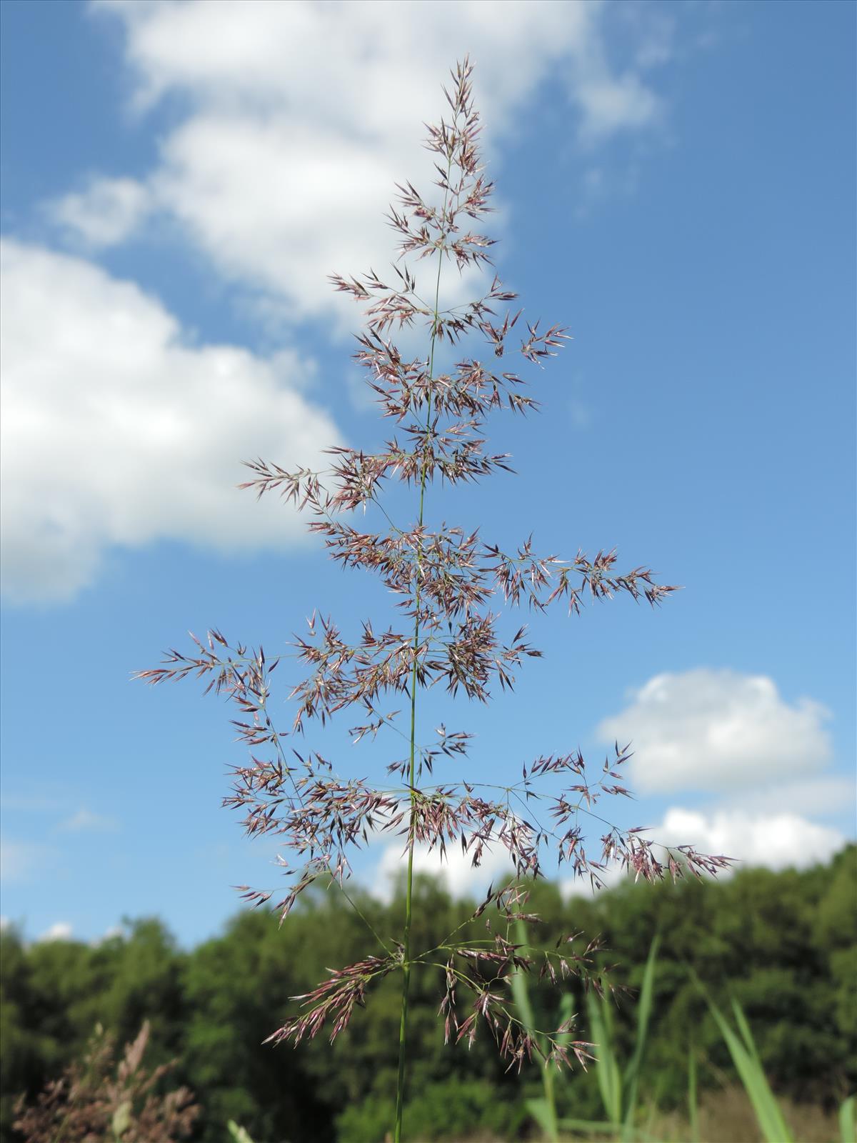 Calamagrostis canescens (door Wim van der Neut)