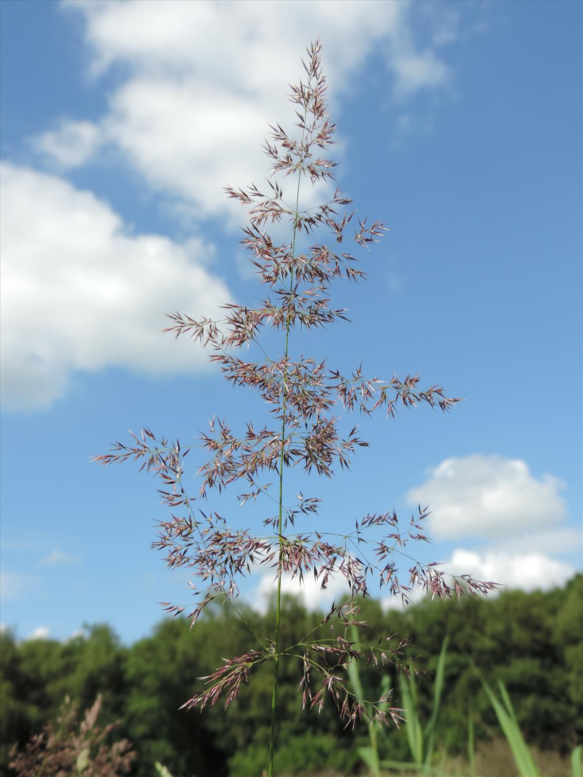 Calamagrostis canescens (door Wim van der Neut)