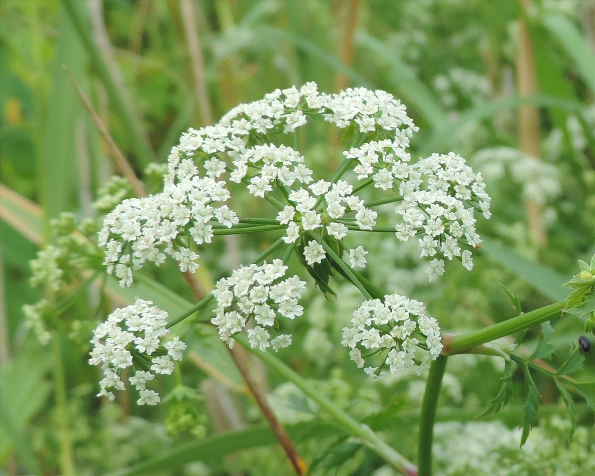 Berula erecta (door Wim van der Neut)