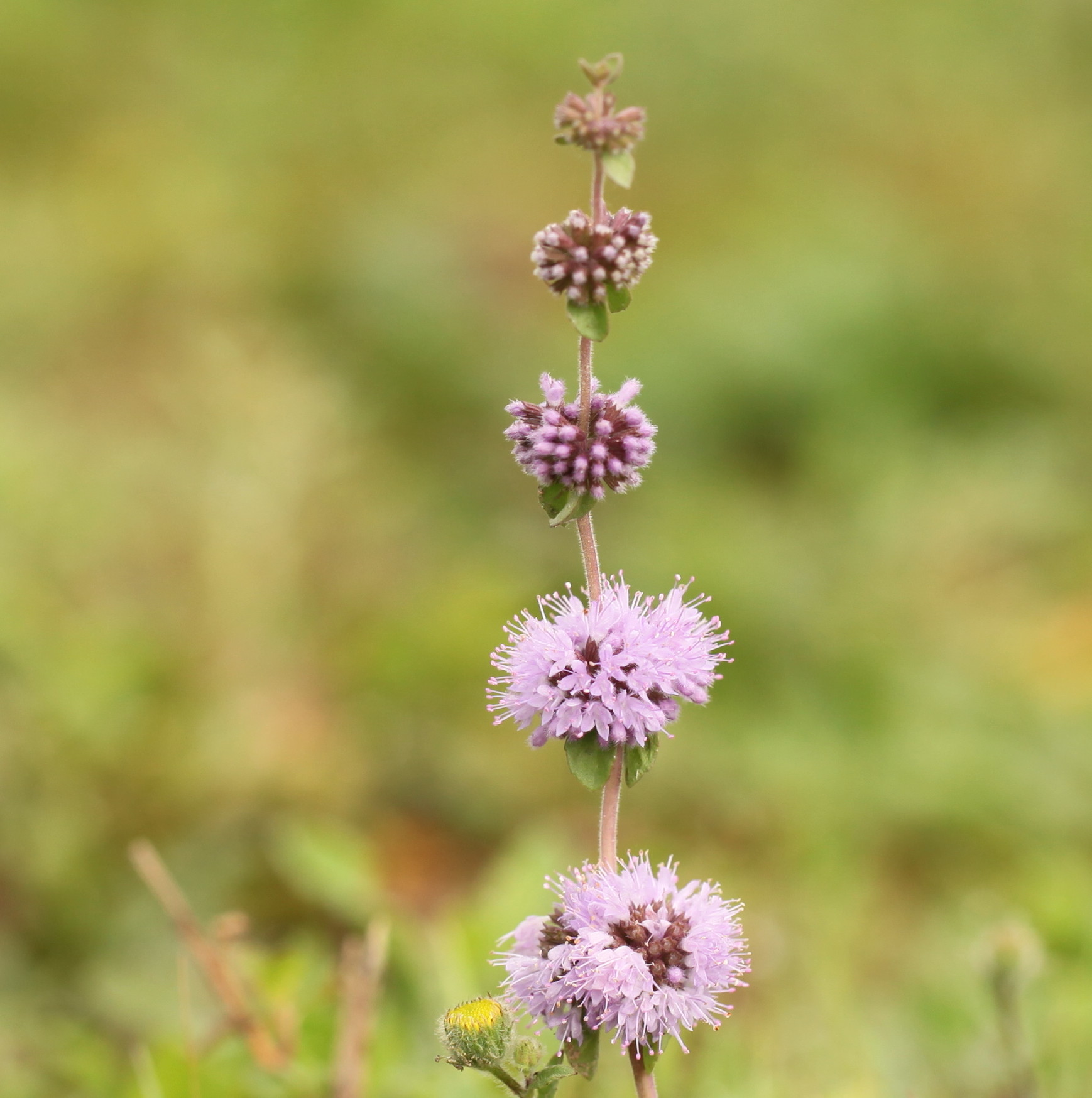 Mentha pulegium (door Jan Katsman)