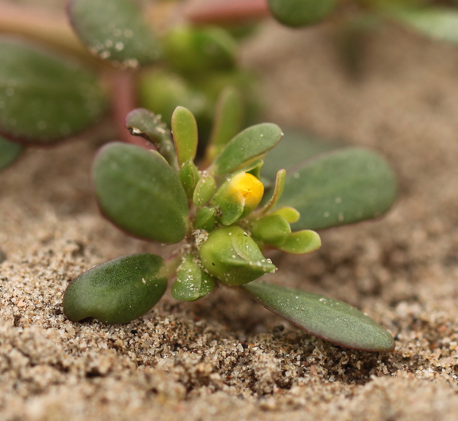 Portulaca oleracea (door Jan Katsman)