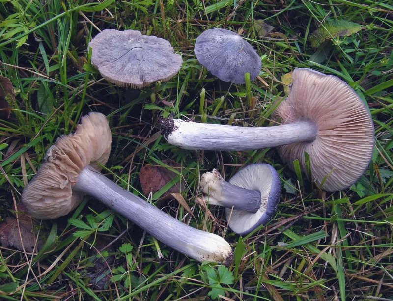 Entoloma bloxamii (door Chiel Noordeloos)