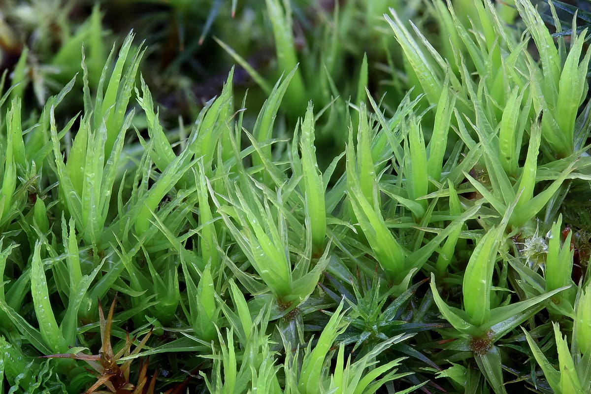 Dicranum bonjeanii (door Arjan de Groot)