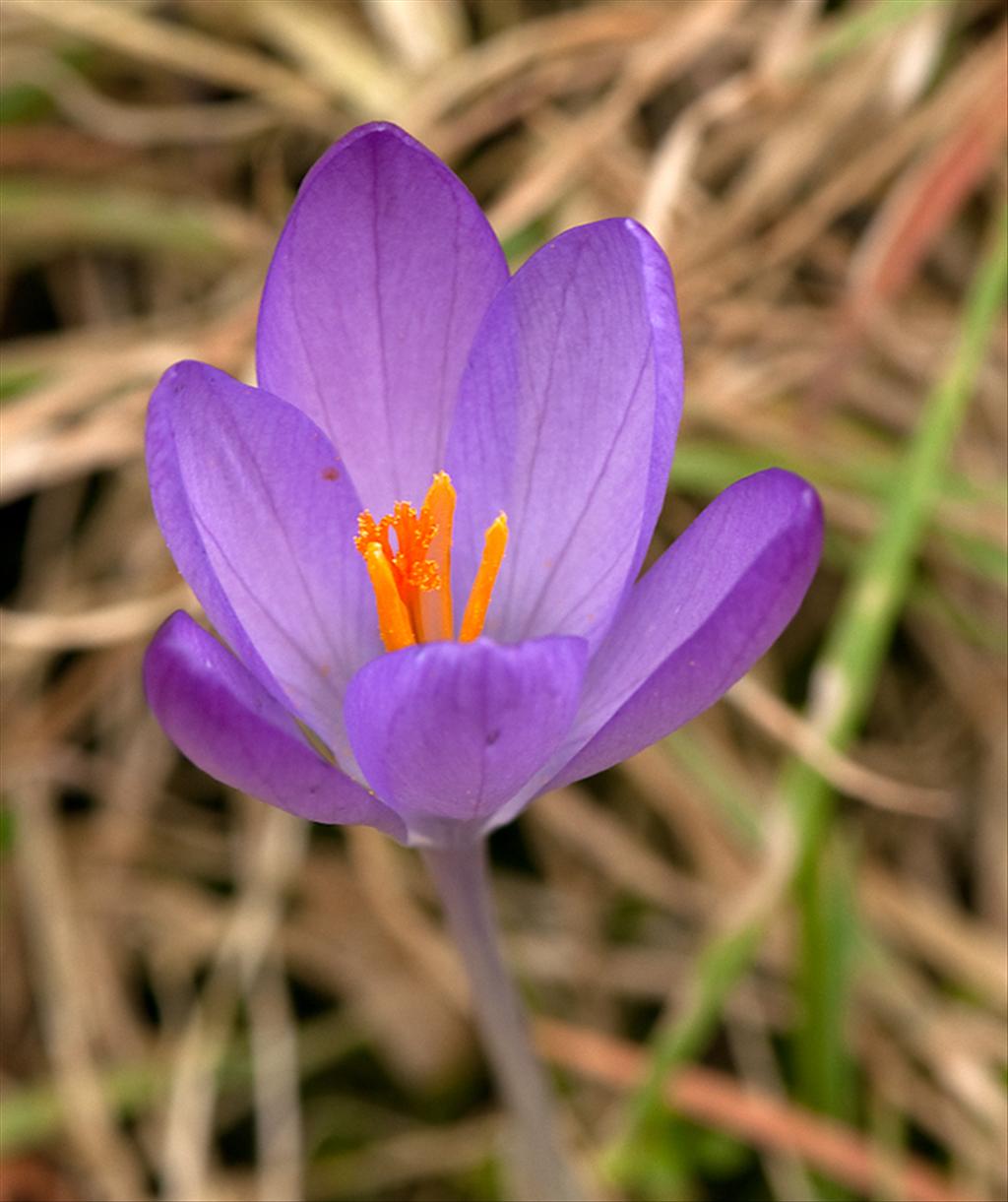 Crocus tommasinianus (door Wijnand van Buuren)