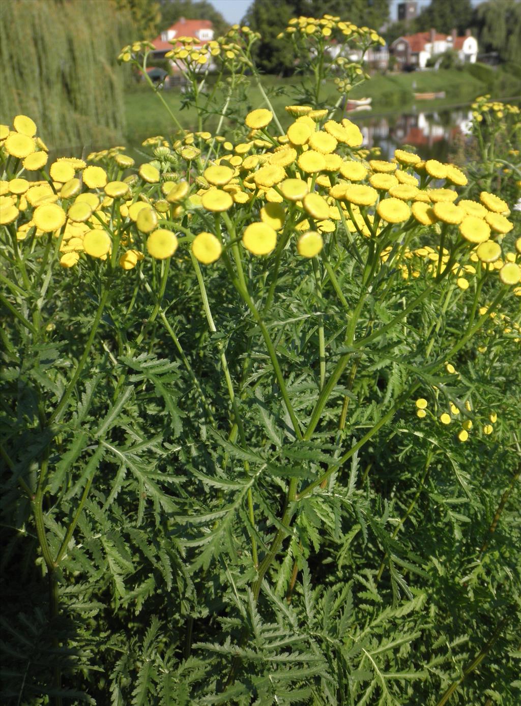 Tanacetum vulgare (door Bert Verbruggen)