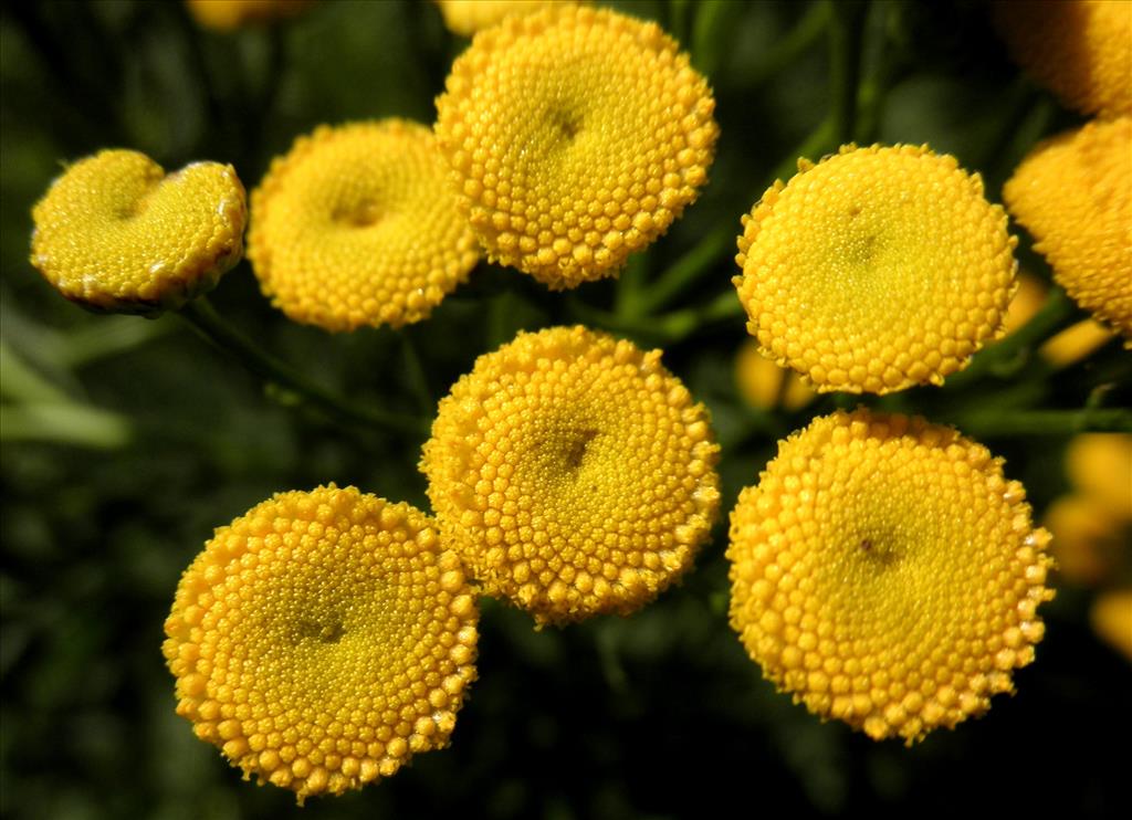 Tanacetum vulgare (door Bert Verbruggen)