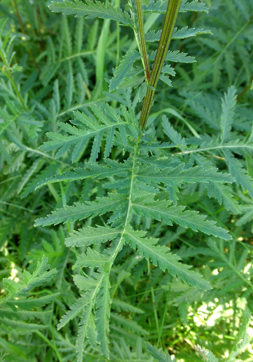 Tanacetum vulgare (door Bert Verbruggen)