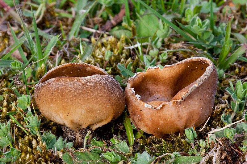 Helvella acetabulum (door John Breugelmans)