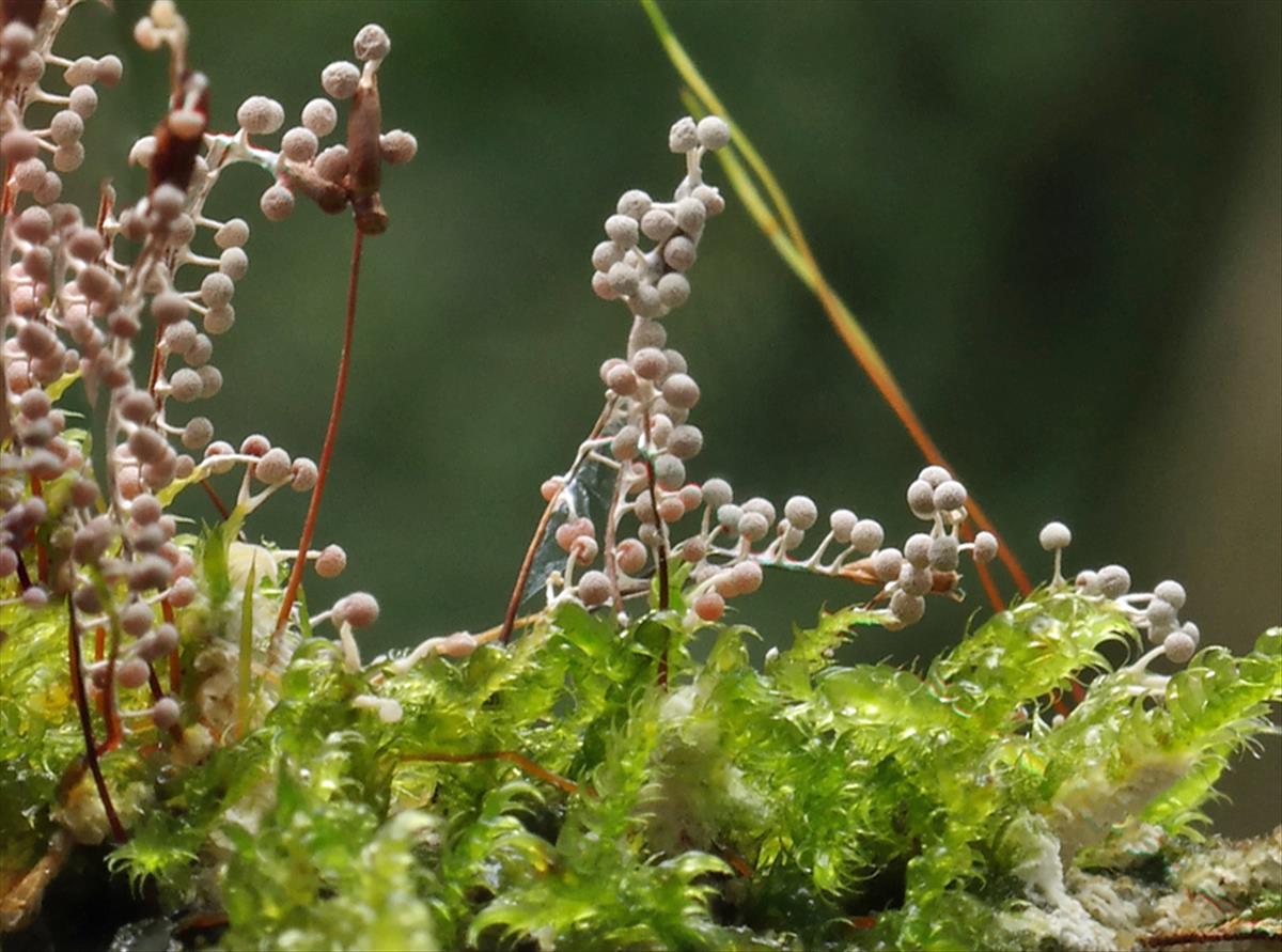 Physarum globuliferum (door Hannie Wijers)