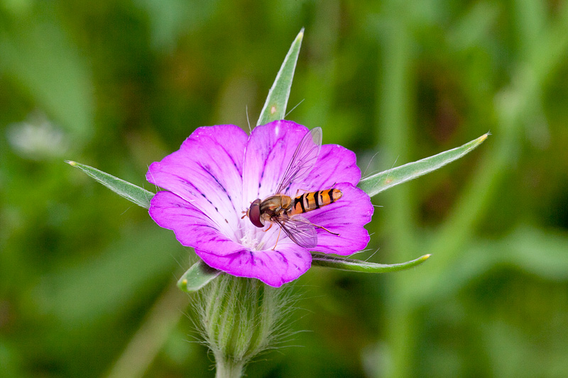 Agrostemma githago (door John Breugelmans)