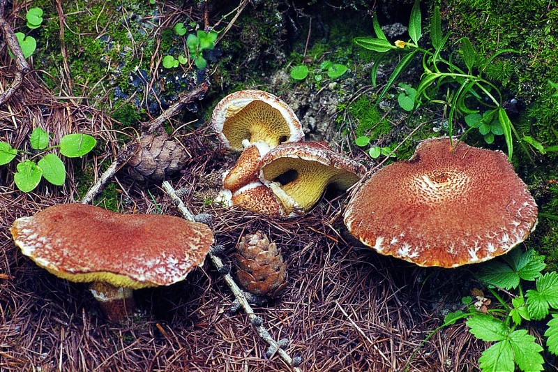 Suillus cavipes (door Henk Huijser)