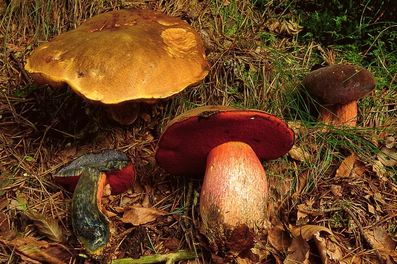 Neoboletus erythropus (door Eef Arnolds)