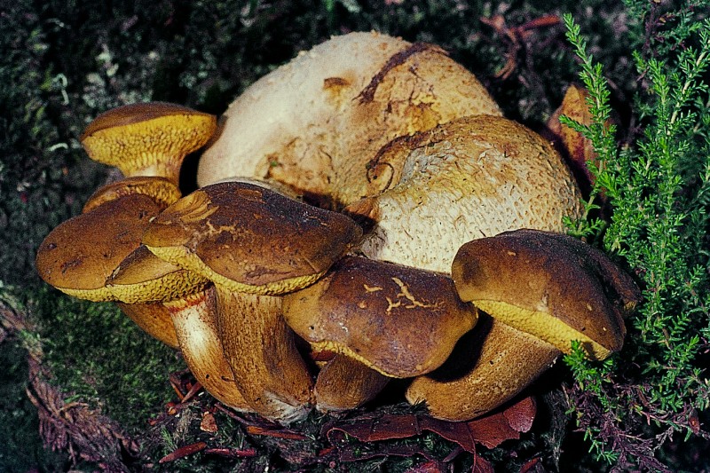 Pseudoboletus parasiticus (door Henk Huijser)