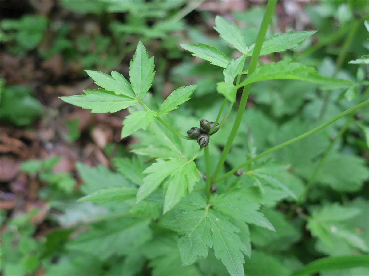 Cardamine bulbifera (door Grada Menting)