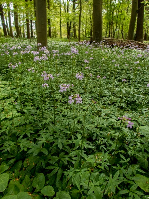 Cardamine bulbifera (door Peter Hegi)