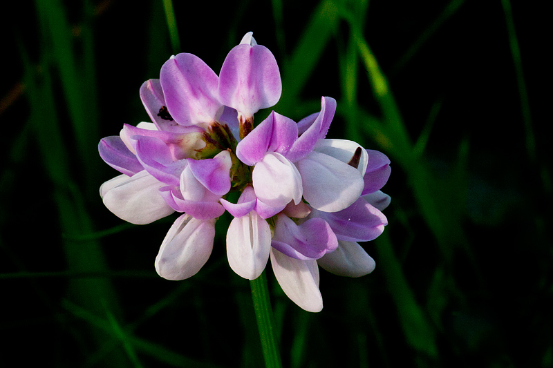 Securigera varia (door John Breugelmans)