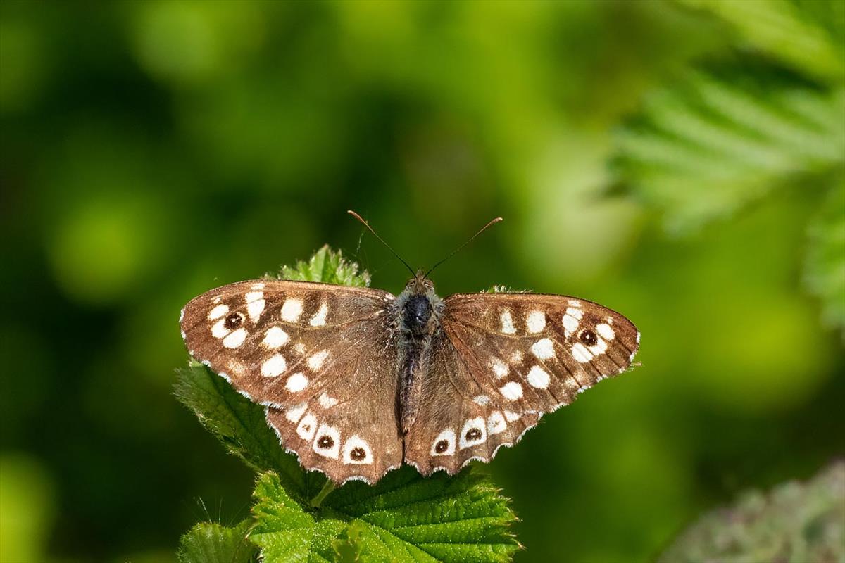 Pararge aegeria (door John Breugelmans)