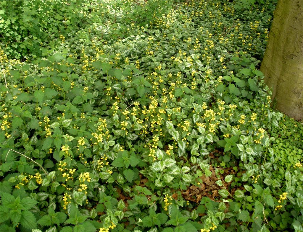 Lamiastrum galeobdolon subsp. argentatum (door Bert Verbruggen)