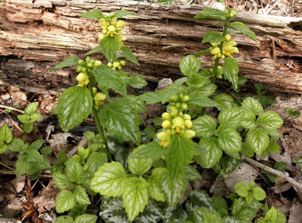 Lamiastrum galeobdolon subsp. argentatum (door Bert Verbruggen)