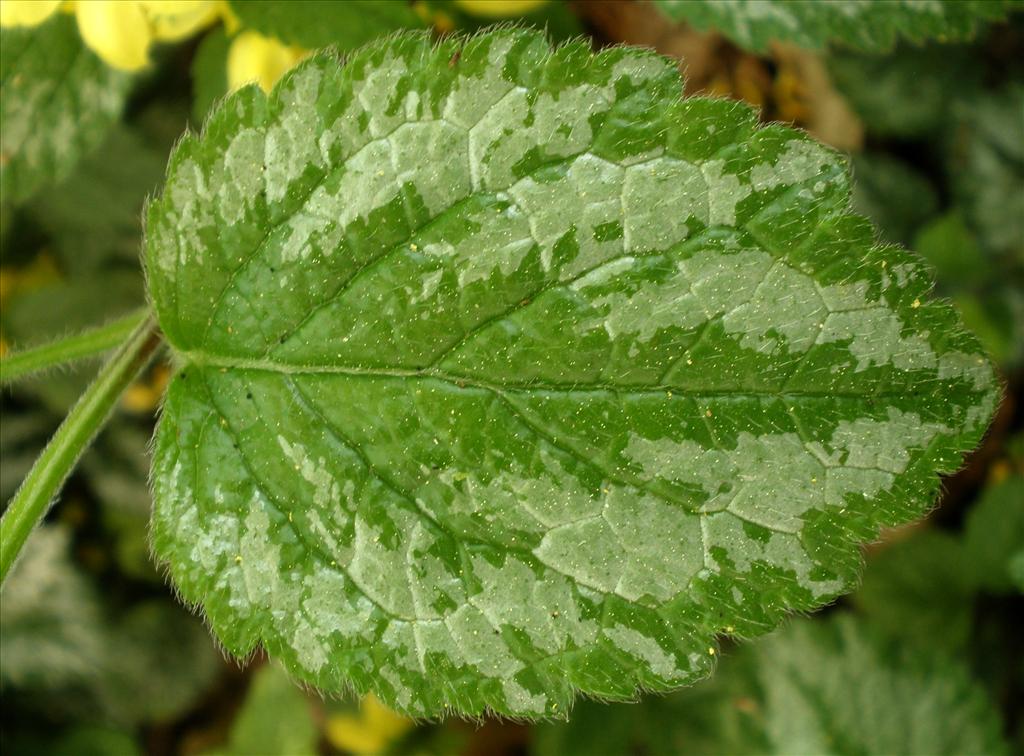 Lamiastrum galeobdolon subsp. argentatum (door Bert Verbruggen)