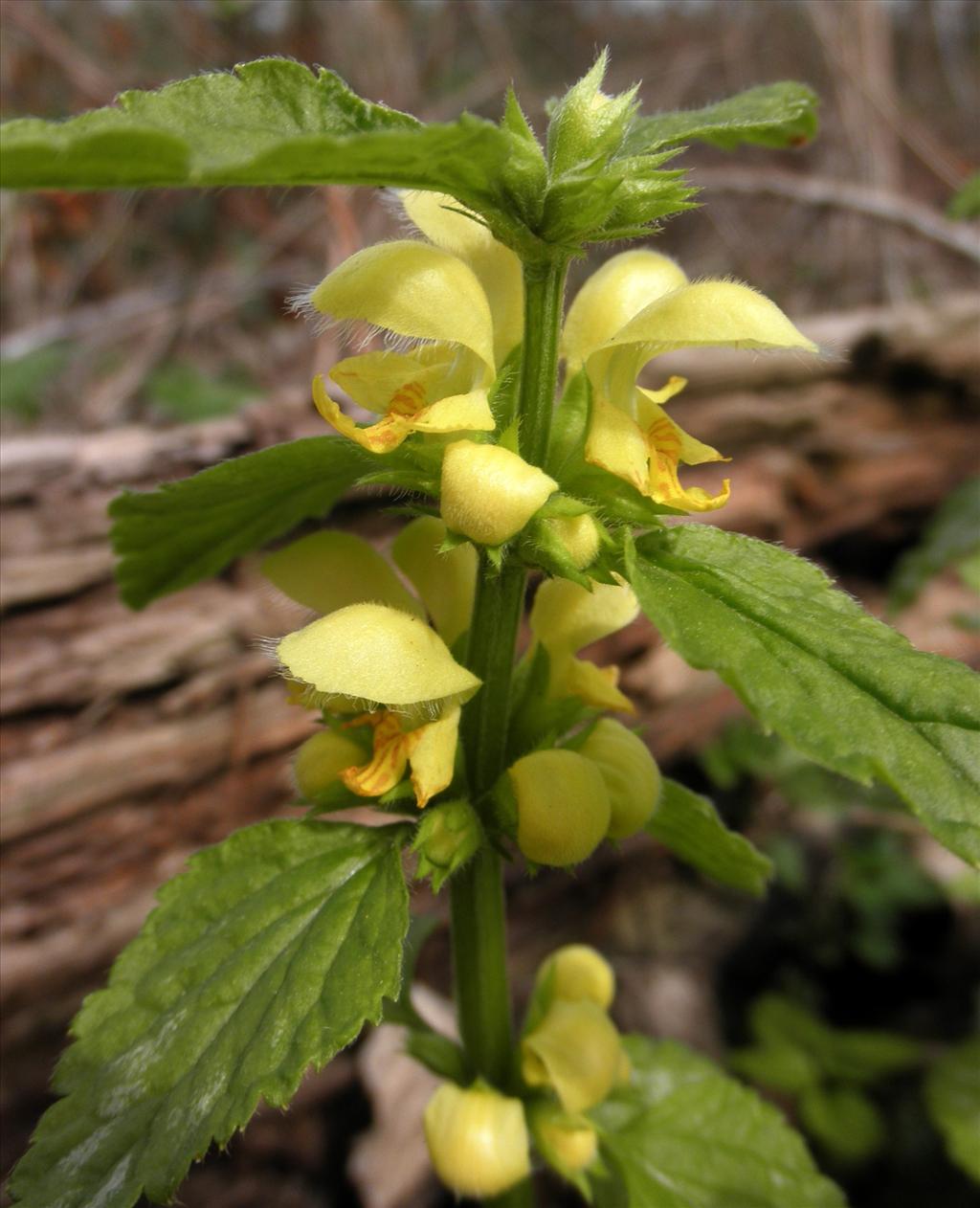 Lamiastrum galeobdolon subsp. argentatum (door Bert Verbruggen)