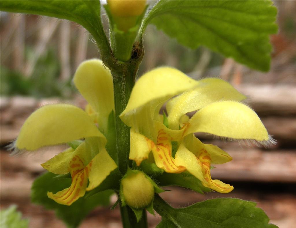 Lamiastrum galeobdolon subsp. argentatum (door Bert Verbruggen)