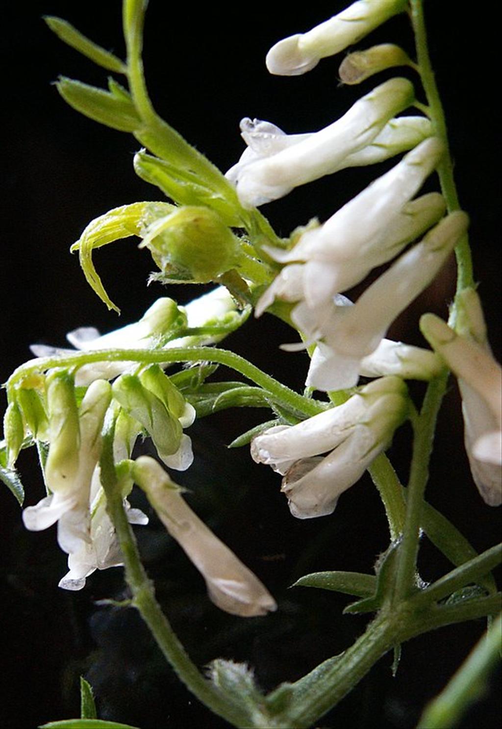 Vicia villosa (door Han Beeuwkes)