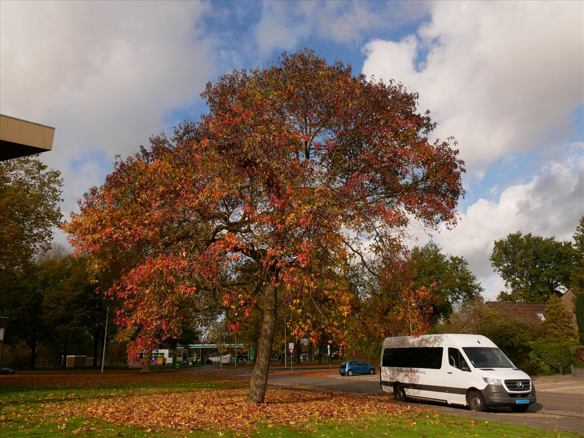 Liquidambar styraciflua (door wim vd neut)