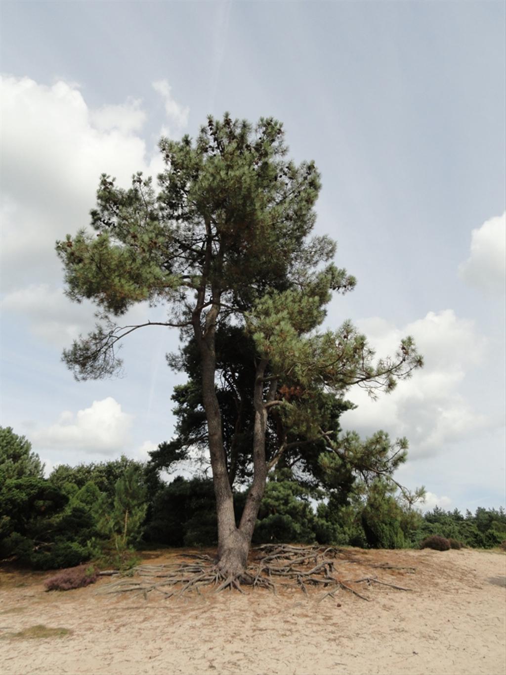 Pinus pinaster (door wim van der neut)