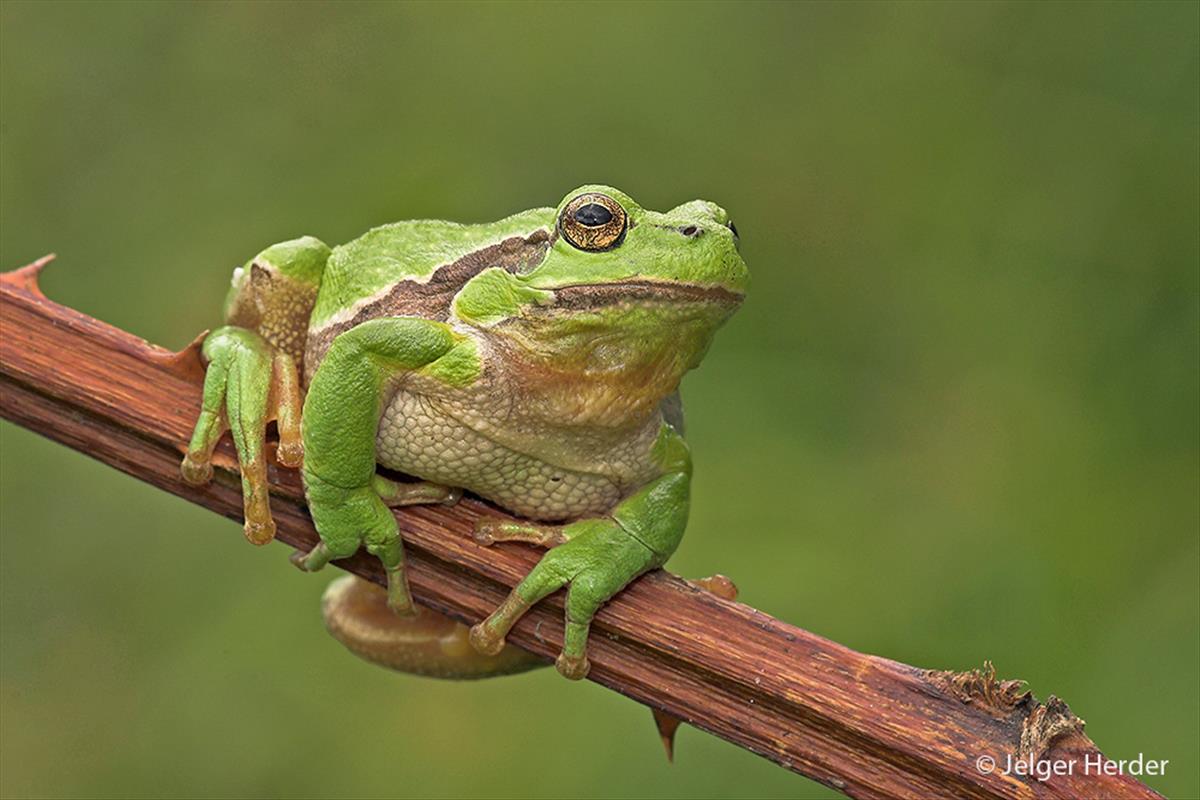 Hyla arborea (door Jelger Herder)