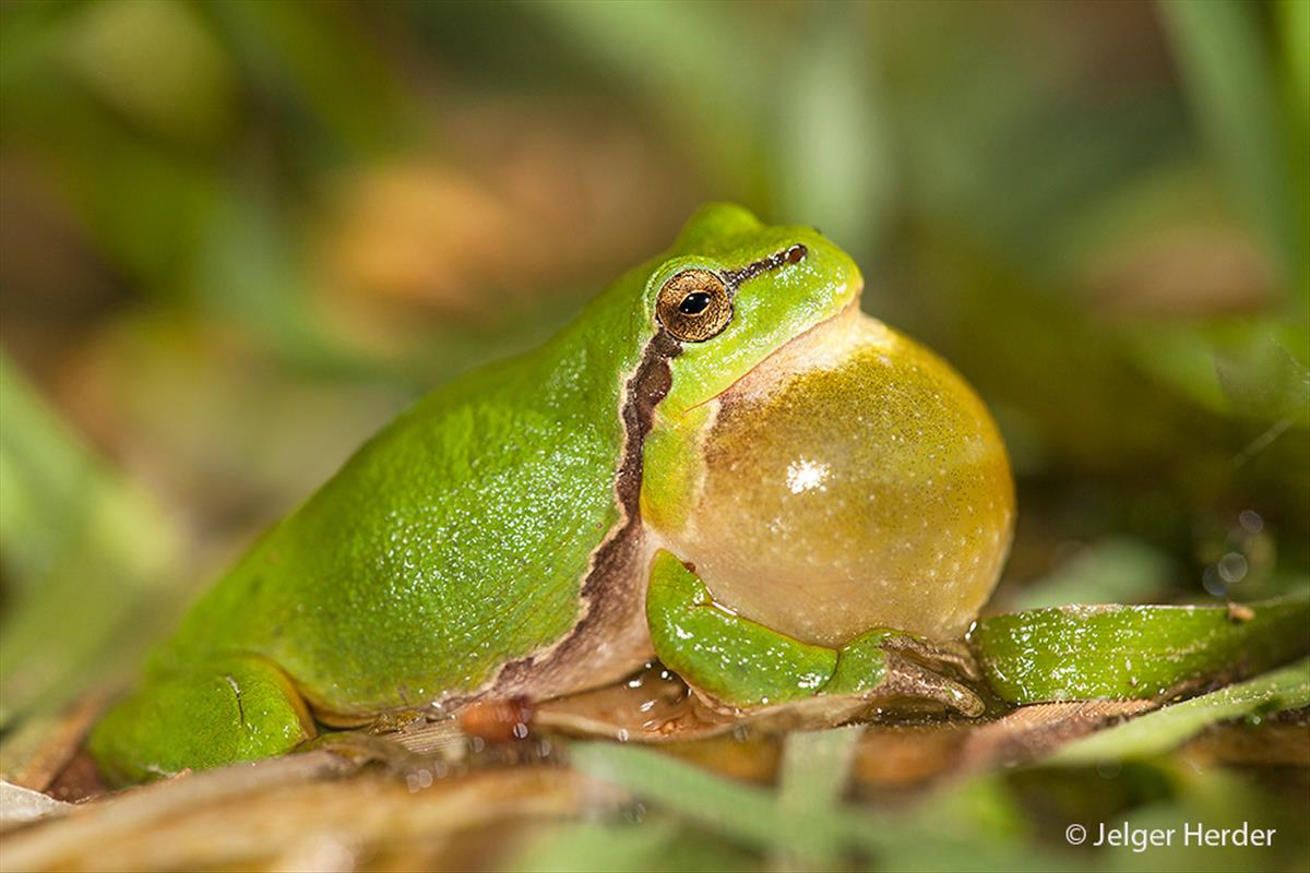 Hyla arborea (door Jelger Herder)