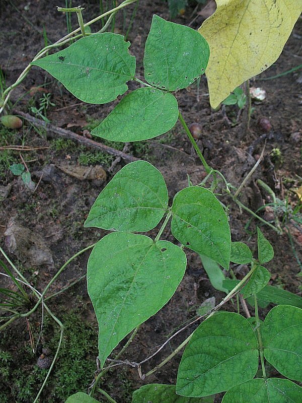 Phaseolus vulgaris (door Rutger Barendse)